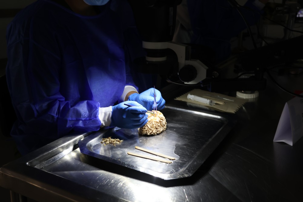 Práctica con Cerebro 